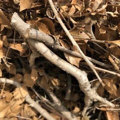 1年屋根下で乾かした薪
の画像