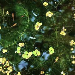 🐟ミユキメダカ　30円　の画像