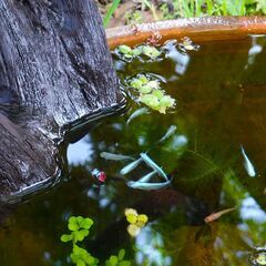 🐟ミユキメダカ　30円　の画像