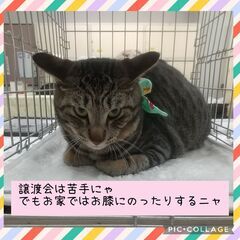 キジトラ お膝だっこが大好き❤️ムチムチボディーな男の子