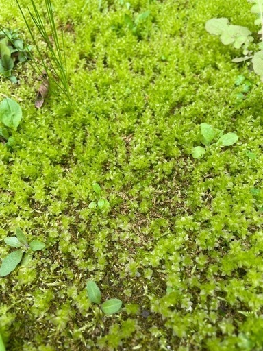 天然 苔 こけ