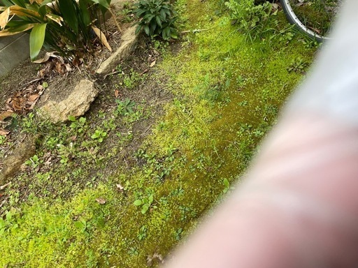 天然 苔 こけ