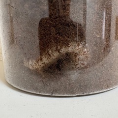 グラントシロカブト　1齢幼虫　2匹