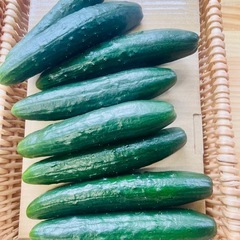 朝採りきゅうり‼️ 1本50円‼️ 若松産旬野菜 