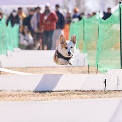 Corgi Festival 2025 Autumn  − 山梨県