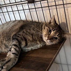 おっきい身体で甘えたくなってきたムツゴロウ - 猫