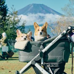 Corgi Festival 2025 Autumn  - 南都留郡