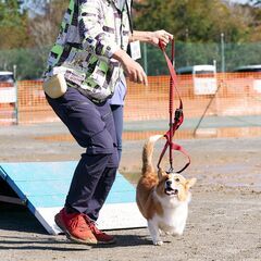 Corgi Festival 2025 Autumn  - イベント