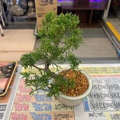 糸魚川真柏/盆栽/BONSAI②の画像