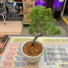 糸魚川真柏/盆栽/BONSAI②の画像