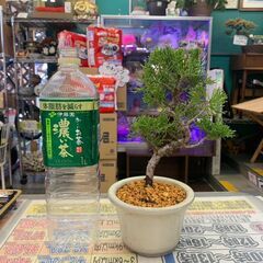 糸魚川真柏/盆栽/BONSAI②の画像