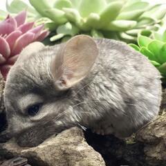 チンチラ