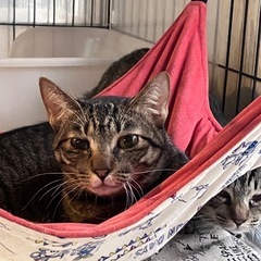隠れがちなヒナタ - 猫