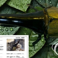 ☆ヘラクレス幼虫☆【ギネス血統OAKS】【極太メテオ血統】幼虫2種【カブト虫】カブトムシの画像