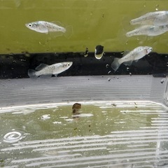 7/13更新 無人販売♣️改良🐟めだか の画像