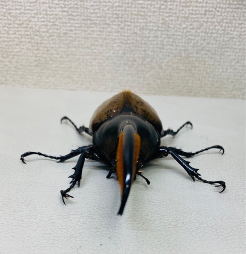 ヘラクレスリッキー 140㍉ オス単品 新成虫