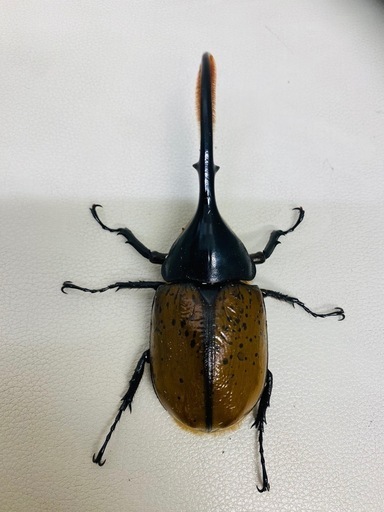 ヘラクレスリッキー 140㍉ オス単品 新成虫 (Az) 吉野町のその他