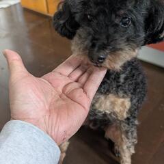 プードル 里親募集 - 犬