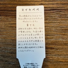 ペペロミアサンデルシーと吊り下げ陶器鉢カバー 観葉植物の画像
