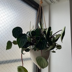 ペペロミアサンデルシーと吊り下げ陶器鉢カバー 観葉植物