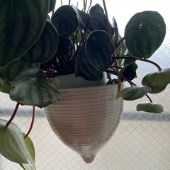 ペペロミアサンデルシーと吊り下げ陶器鉢カバー 観葉植物の画像