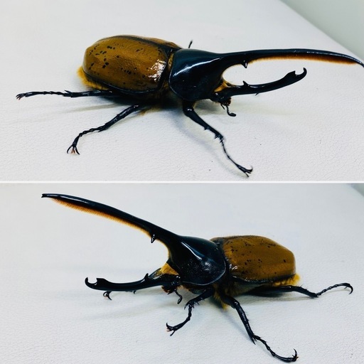 ヘラクレスリッキー 135㍉ オス単品 新成虫 (Az) 吉野町のその他