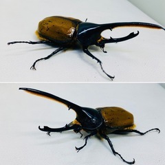 ヘラクレスリッキー 135㍉ オス単品 新成虫