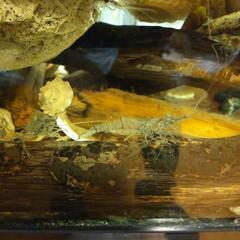 水槽、魚、シマエビ、モエビの画像