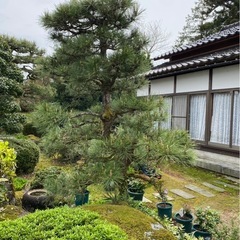 松の木