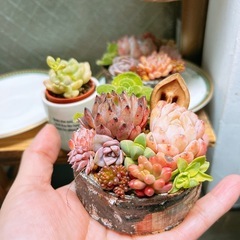 リメ缶⑦ リメイク缶 リメ鉢 リメイク鉢 多肉 多肉植物 - メルカリ