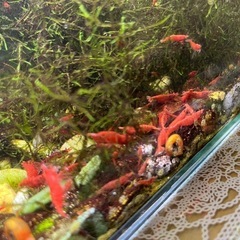 レッドファイアーシュリンプ　極火蝦　1匹の画像