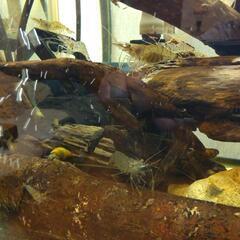水槽、魚、シマエビ、モエビの画像