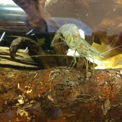 水槽、魚、シマエビ、モエビの画像