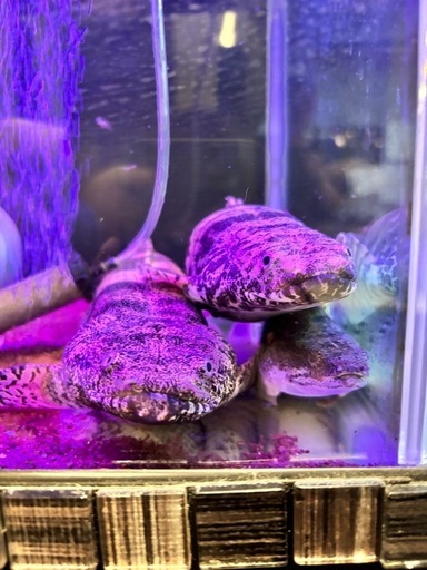 ポリプテルスエンドリケリー