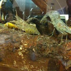 水槽、魚、シマエビ、モエビの画像