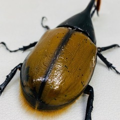 ヘラクレスリッキー 125.6㍉ ツノ曲がり オス単品　新成虫の画像