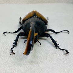 ヘラクレスリッキー 125.6㍉ ツノ曲がり オス単品　新成虫の画像