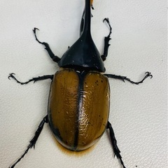 ヘラクレスリッキー 125.6㍉ ツノ曲がり オス単品　新成虫の画像