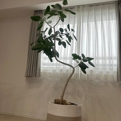 観葉植物【フランスゴムの木】