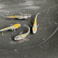 メダカ 琉炎🔥2ペア 若魚