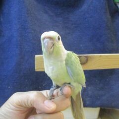 ウロコインコ　雛　ミント