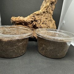 クワガタ【早いもの勝ち❗️】パラワンオオヒラタクワガタ幼虫×2  （クワガタ　カブトムシ専門）の画像