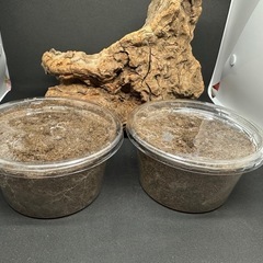 クワガタ【早いもの勝ち❗️】パラワンオオヒラタクワガタ幼虫×2  （クワガタ　カブトムシ専門）の画像