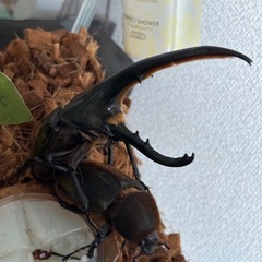 カブトムシ【早い者勝ち❗️】ヘラクレスオオカブト幼虫×2  （クワガタ　カブトムシ専門）の画像