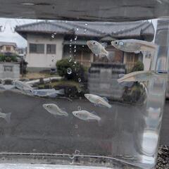 ミユキメダカ１５匹