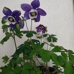 ミヤマオダマキ　オダマキ　宿根草　３ポット