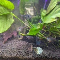 熱帯魚（ファントムテトラ）9匹