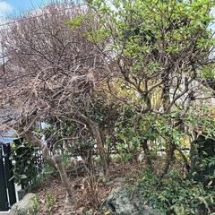草刈り　木の伐採　倉庫解体　墓参り