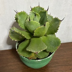 多肉植物⭐︎かっこいい⭐︎アガベ⭐︎子株付き