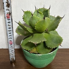 多肉植物⭐︎かっこいい⭐︎アガベ⭐︎子株付きの画像